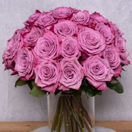 Růžovofialová ruža